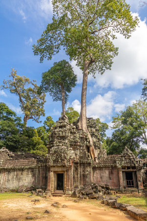 Tetrameles trees growing through stone ruins of Ta Prohm temple lost in cambodian jungle, Angkor Vat, Siem Reap, Cambodiaの写真素材