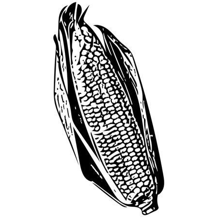 A black and white silhouette sketch of a sweetcornの写真素材