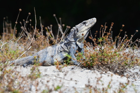 Stretching Iguana