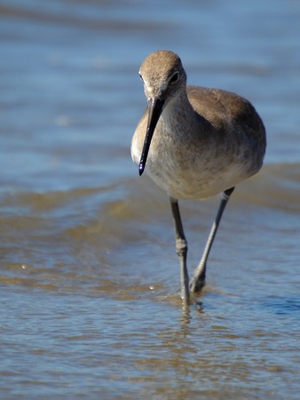 Shore Birdの写真素材