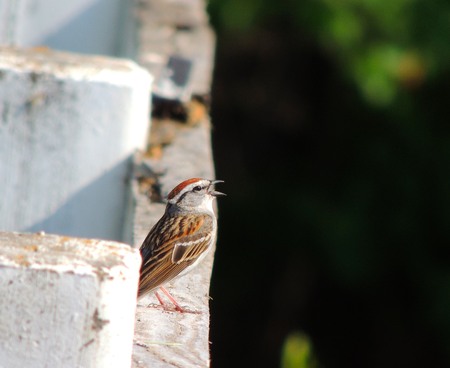 Singing Chipping Sparrow
