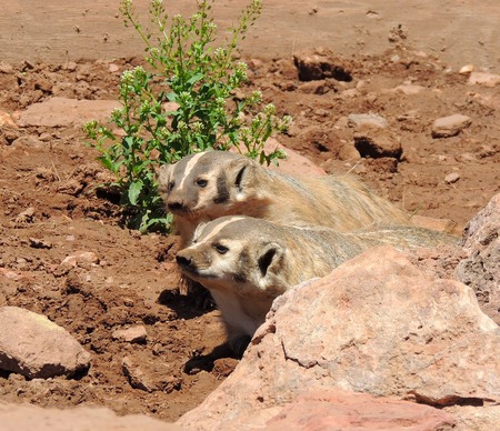Curious Badgersの写真素材