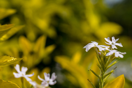 Picture of beautiful white junellia flower blooming in home garden in Indiaの写真素材