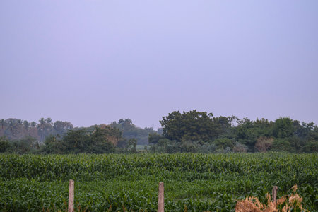 Green agricultural filed in the middle of the Indian city.の写真素材