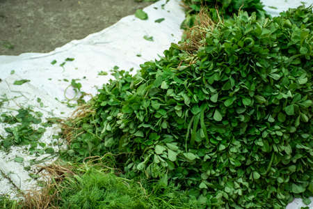 Bunch of fresh green fenugreek vegetable, healthy and nutritious.の写真素材