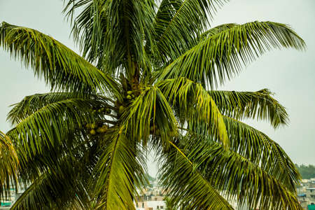 Picture of beautiful tropical coconut palm tree.の写真素材