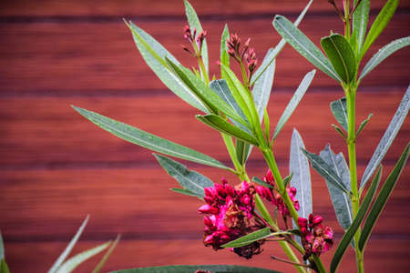Stock photo of a oleander flower plant water drops on on the leaves in the rainy season at kolhapur...