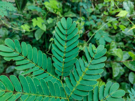 Close up Stock photo of leaves of Albizia chinensis also known as Chinese albizia captured on rainy day with blurred background in Gulbarga karnatak India.の写真素材