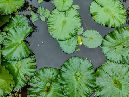 top view of lotus leaves with water droplets on the leaves floating on black water pond during...