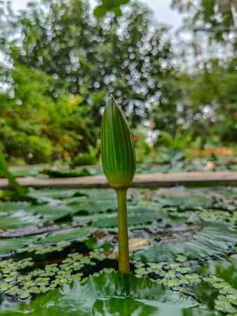 Stock photo of a green color emergent pond plant lotus bud in early puberty isolated on blurred background. captured during bright day at hindu temple Gulbarga Karnataka India.の写真素材