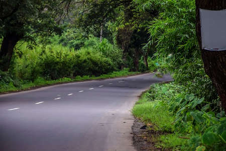 Stock photo of asphalt road to tropical forest or jungle covered with big trees like tree tunnel at Kolhapur, Maharashtra, India. natural beauty.の写真素材