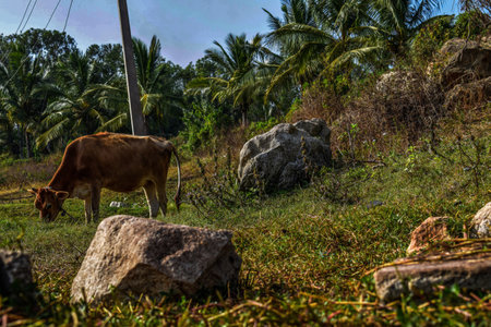 Scenic view of Indian rural landscape, brown color Indian breed cow tied with a rope to the pole and...