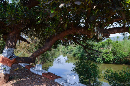 Stock photo of small flowing river surrounded by green trees and mountains in the village area, Picture captured under bright sunlight at Kolhapur, Maharashtra, India.の写真素材