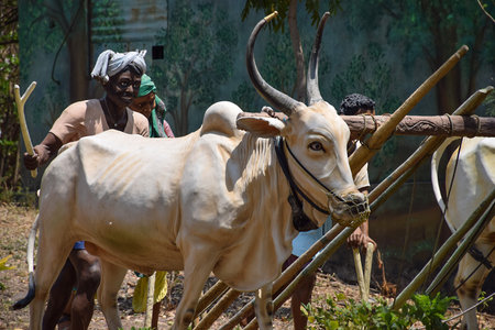 Kolhapur, India- March 16th 2019; Stock photo of four Indian breed bull and Indian farmer's statue, group of Framers waring traditional cloth with turban and riding bullock cart in the farm land.のeditorial素材
