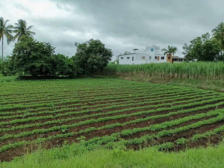 Stock photo of beautiful grown sugar cane crops in Indian farmland surrounded by green trees and plants. newly build two house beside the farm, dark cloud on background at Kolhapur,Maharashtra,India.の写真素材