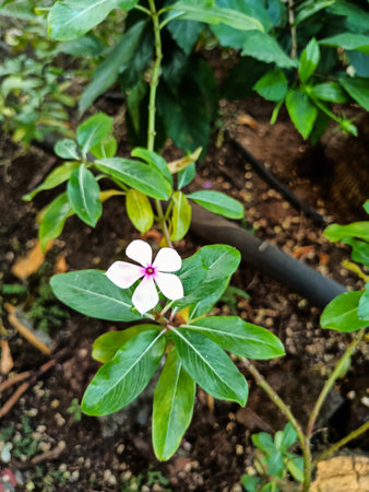 Stock photo of beautiful white color petals of periwinkle flower or Catharanthus flower blooming in winter season at the garden area on blur background. Picture captured at Gulbarga, Karnataka, India.の写真素材