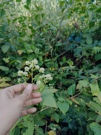 Stock photo of girl hand holding beautiful white color california cud weed flower, green plants and leaves on background. Picture captured under bright light at Paleshwar waterfall, malkapur.の写真素材