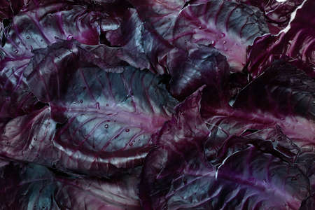 The background is covered with fresh red cabbage leavesの写真素材