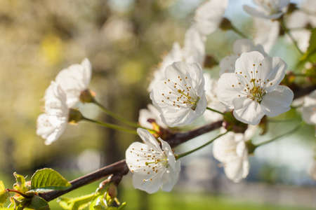 Blossoming cherry blossoms with green leaves on a tree branch in the park
