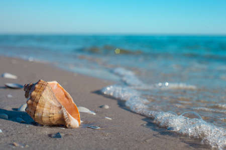 Shellan rapana on the sea beach in the sand next to the waveの写真素材