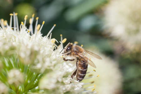 The bee collects pollen from a blossoming white garlic flowerの写真素材