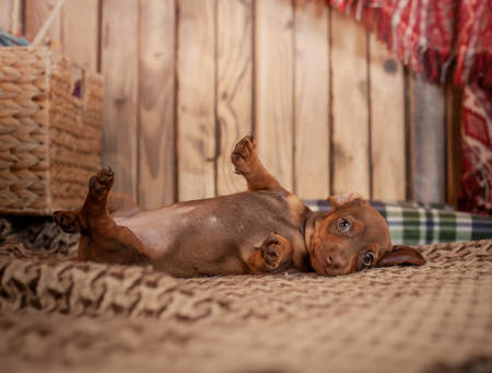 Puppy dachshund of brown color lies on the back on a light plaid with a pattern on the background of a wooden wallの写真素材