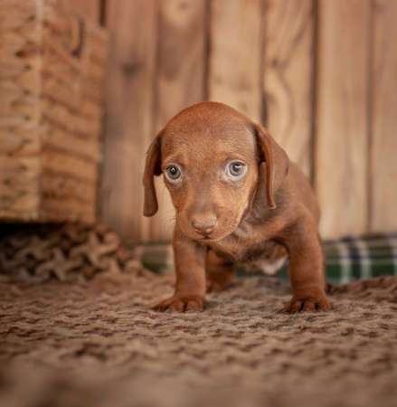 Puppy dachshund of brown color stands on a coverlet with a pattern next to a wicker basket against a wooden wallの写真素材