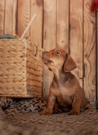 Puppy dachshund brown sitting on a light veil against the background of a wooden wall