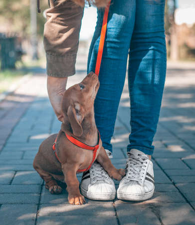 Dachshund puppy of brown color is standing next to a man in blue jeans and white sneakers on the alleyの写真素材