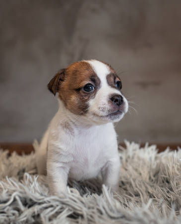 Jack Russell Terrier puppy with spots on the muzzle, sitting on a terry carpet with a white nap on a gray backgroundの写真素材