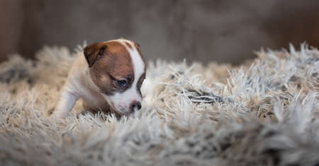 Jack Russell Terrier puppy with spots on the muzzle, sitting on a terry carpet with a white nap on a gray backgroundの写真素材