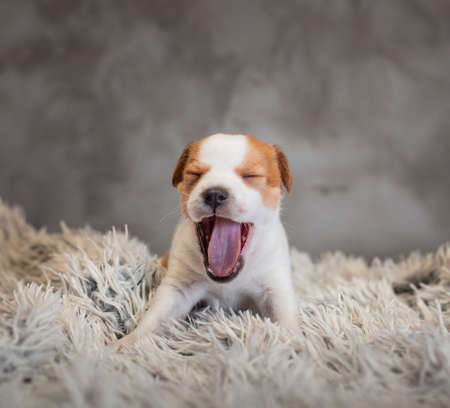 Jack Russell puppy terrier yawns with his eyes closed and stands on a light terry cloth on a gray...
