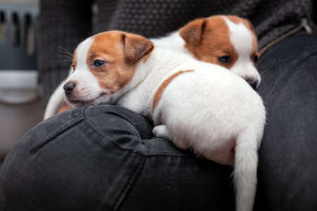 Two puppies of breed Jack Russell Terrier are on the legs of a person