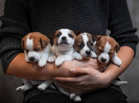 Four puppies of breed Jack Russell Terrier are sitting on the hands of the girl in a sweater on a...