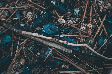 Cockleshells of mussels and various mollusks seashell on the sandy coast among fragments of branchesの写真素材