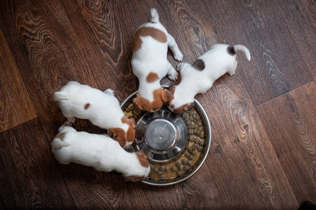 Four puppies of breed Jack Russell Terrier with brown spots eat together from a bowl on a wooden floorの写真素材