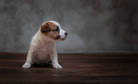 Jack Russell Terrier puppy with brown spots on the face sitting on a wooden floor against a gray wall.の写真素材