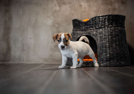 Puppy of breed Jack Russell Terrier stands next to a wicker pet house with orange pillows against a...