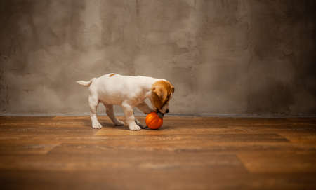Jack Russell Terrier puppy playing with orange ball with a rope at the end against the background of a gray wall on a wooden floorの写真素材