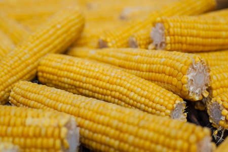 Many ears of yellow corn cooked on a large grillの写真素材
