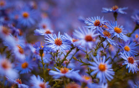 Asters of blue color in drops of morning dewの写真素材