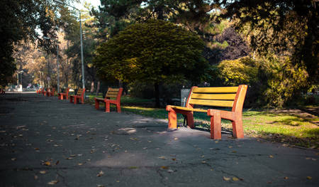 The yellow bench in the park in the alley among the trees and green lawn is illuminated by the sunの写真素材