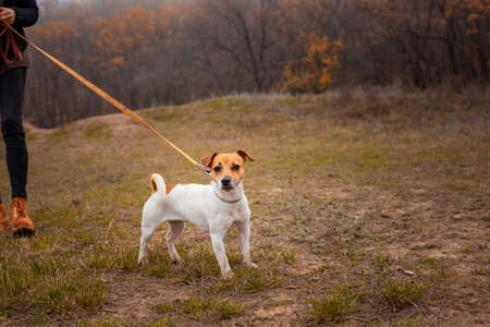 Jack Russell Terrier breed dog walks on a leash in the park in autumnの写真素材