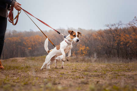 Two dogs of the Jack Russell breed, a girl walks on leashes in the park in the fall.の写真素材