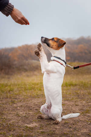 Dog Jack Russell Terrier is sitting raising his paws up man's team.の写真素材