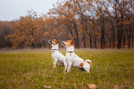 Two Jack Russell dogs sitting next to each other on the lawn in the park in the autumnの写真素材