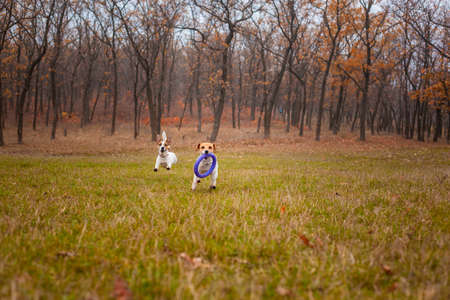 Two dogs of the Jack Russell Terrier breed run around the field in the park in autumn and play with a pullerの写真素材