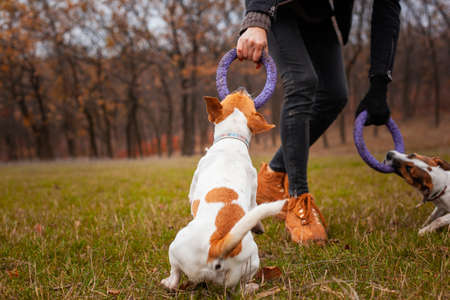 Two dogs of the Jack Russell Terrier breed play with a man in a clearing in the park in autumnの写真素材