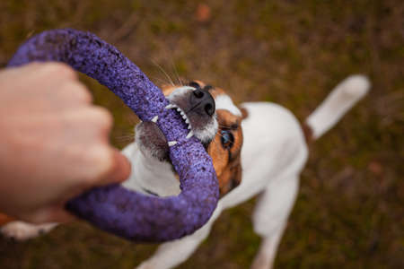 Dog breed Jack Russell Terrier is played with a man puller in the park in autumnの写真素材