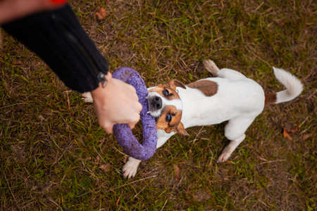 Dog breed Jack Russell Terrier is played with a man puller in the park in autumnの写真素材